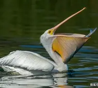 开云体育官方网站-关于鹈鹕全队齐心协力，客场击败对手的信息